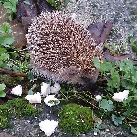 カントリーハウス Casa Adela El Tuxu *