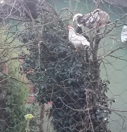 منزل ريفي Casa Adela El Tuxu *